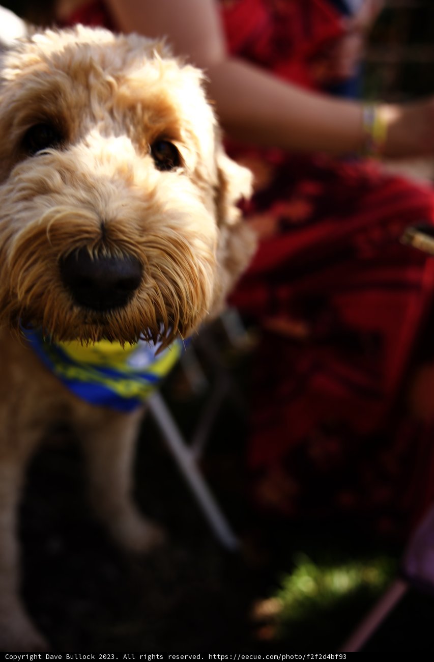 Wesley's Canine Companion Celebrates in Style