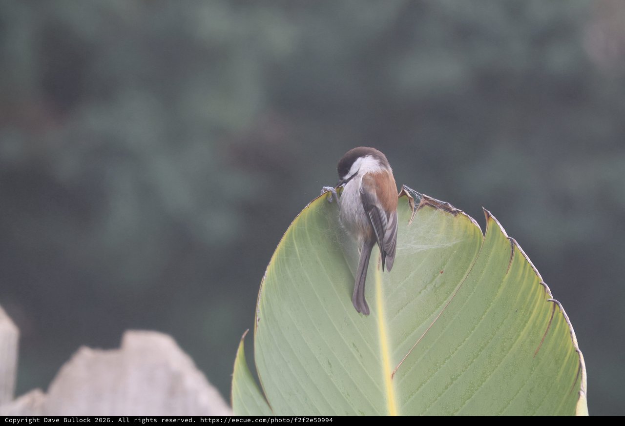 Small Bird Perched on Curled Banana Leaf Edge