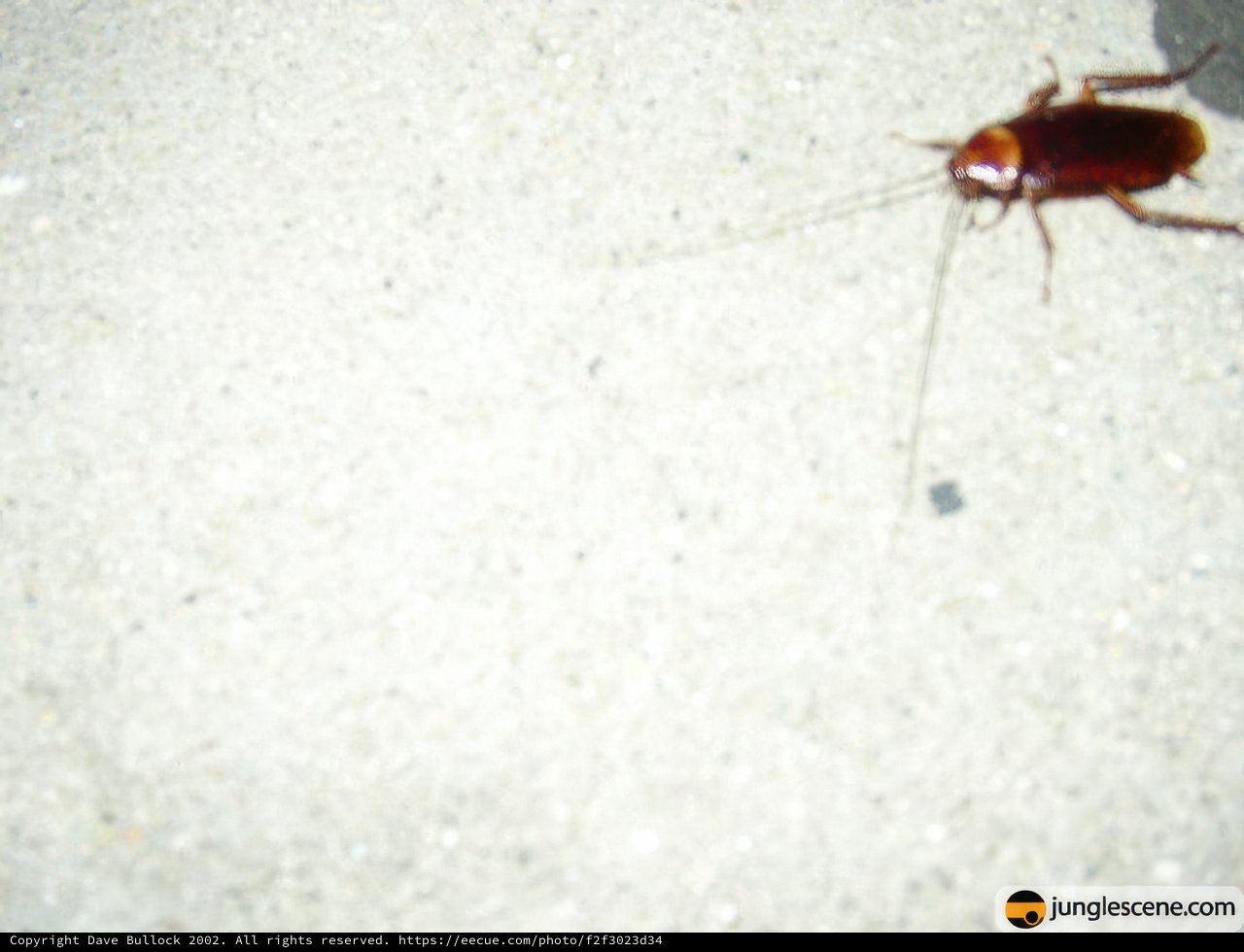 Creepy Crawler