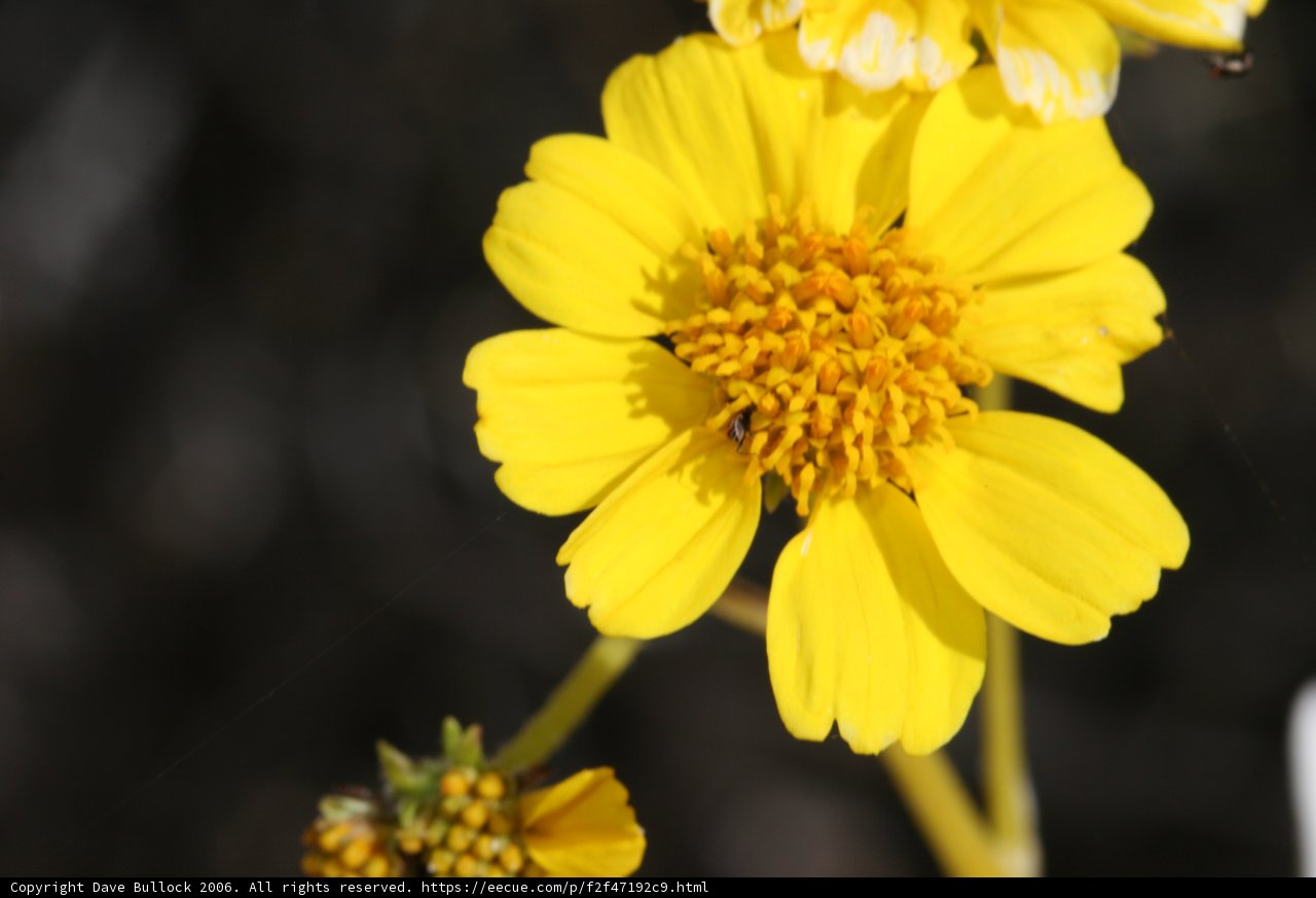 Pollen Gathering at the Daisy