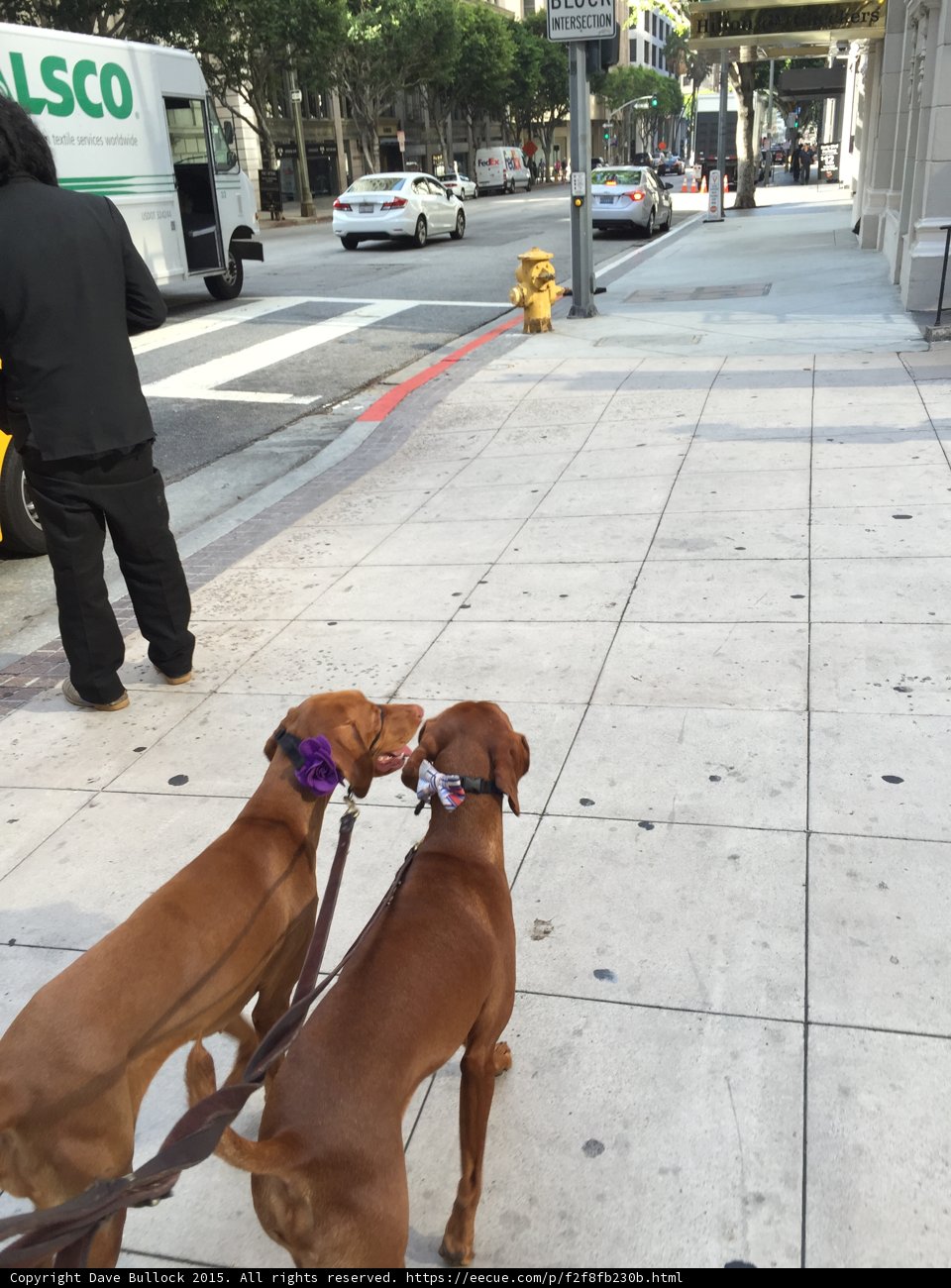 Two Dogs Enjoying a Walk in LA