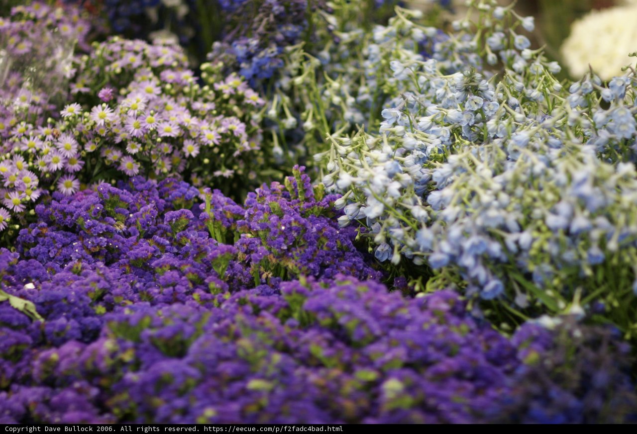 A Garden of Purples and Whites