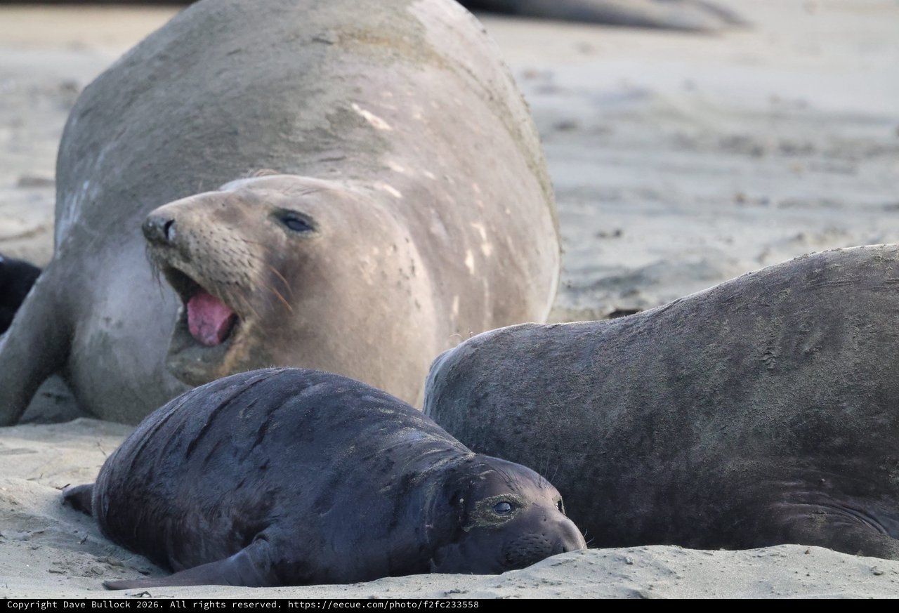 Elephant Seal Pup Yawning Among Colony at Drakes Beach
