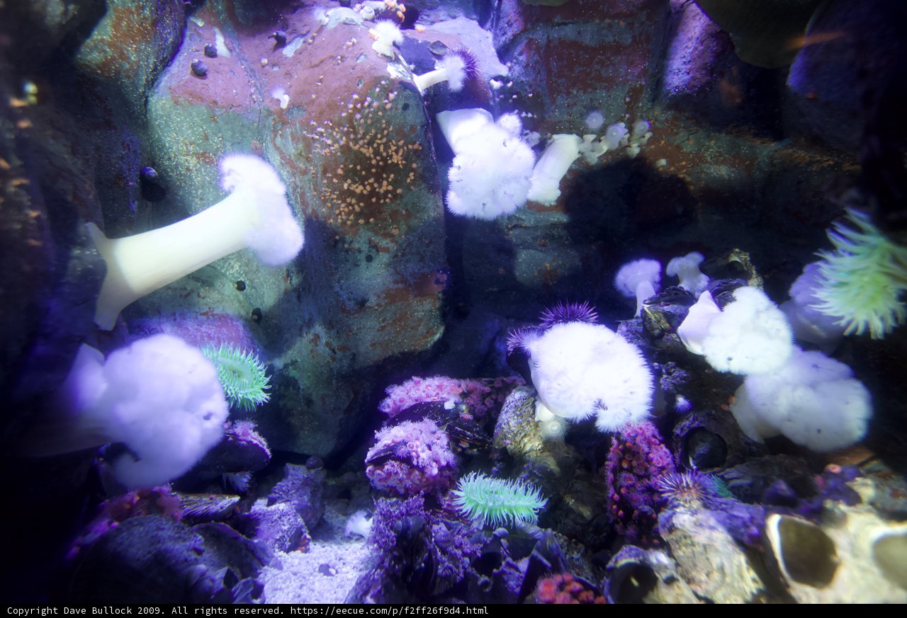 Colorful Variety of Corals in the Reef