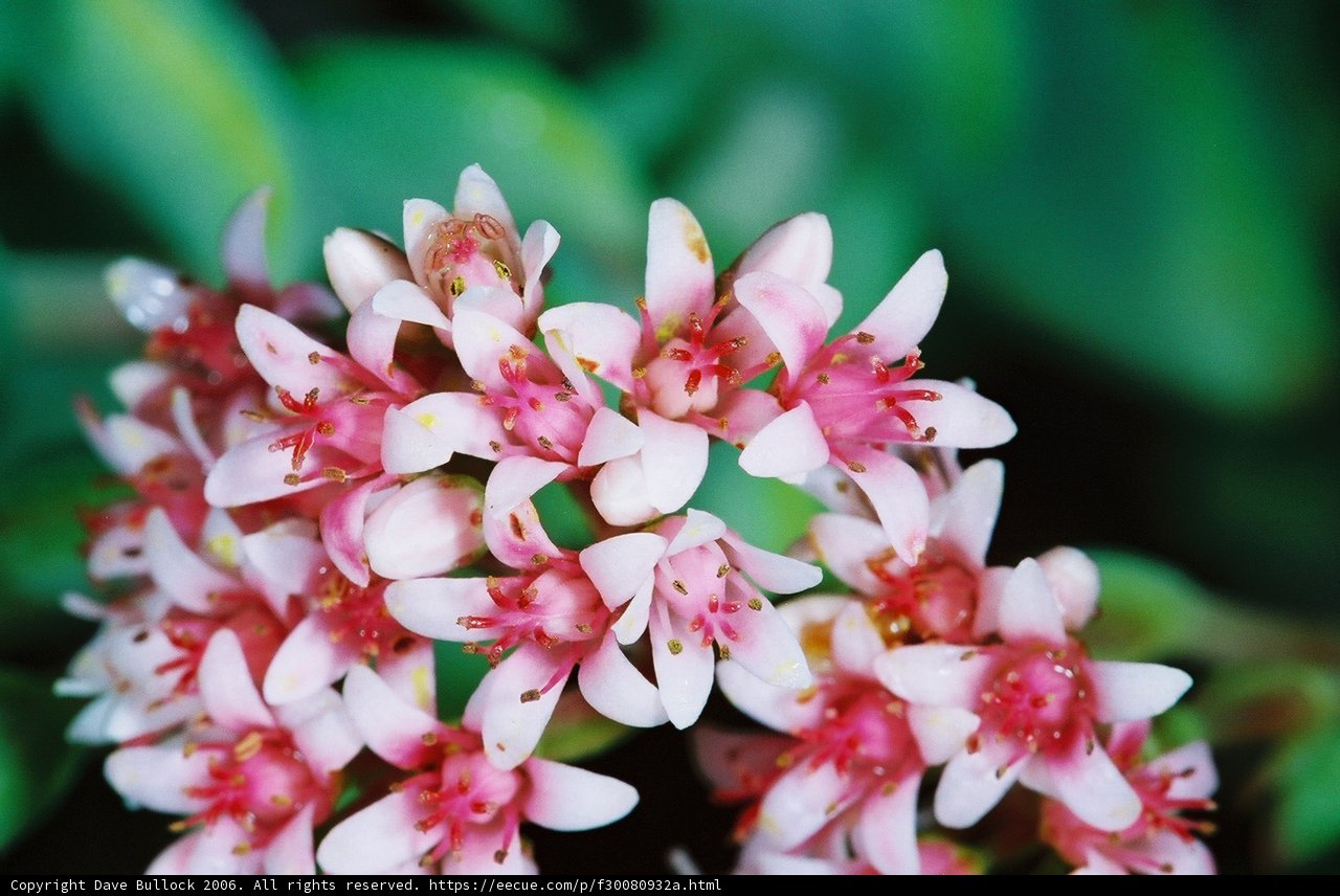 Pink and White Blossom