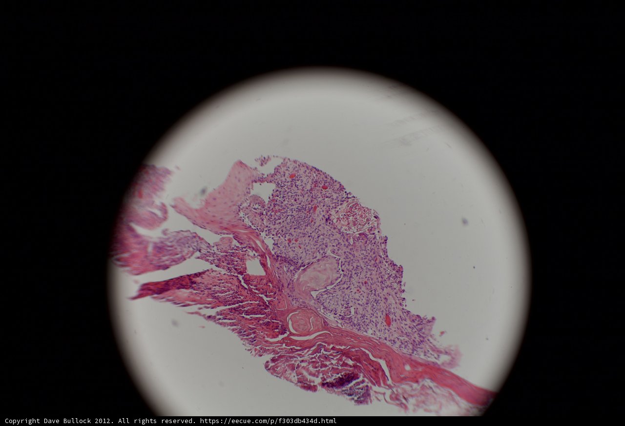 Microscopic Beauty