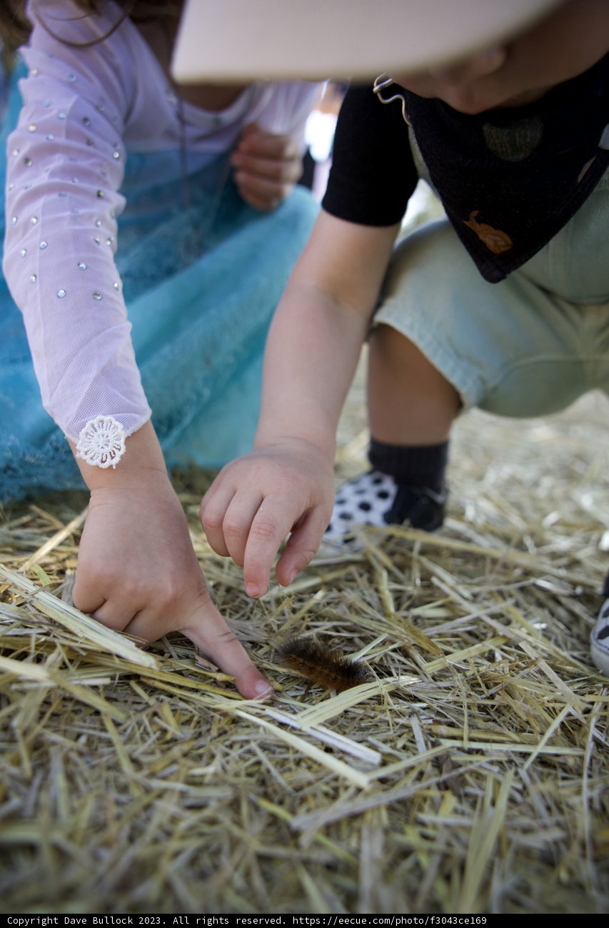 Country Bliss: A Day of Play