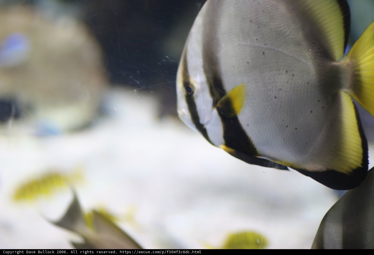 Up Close with an Angelfish