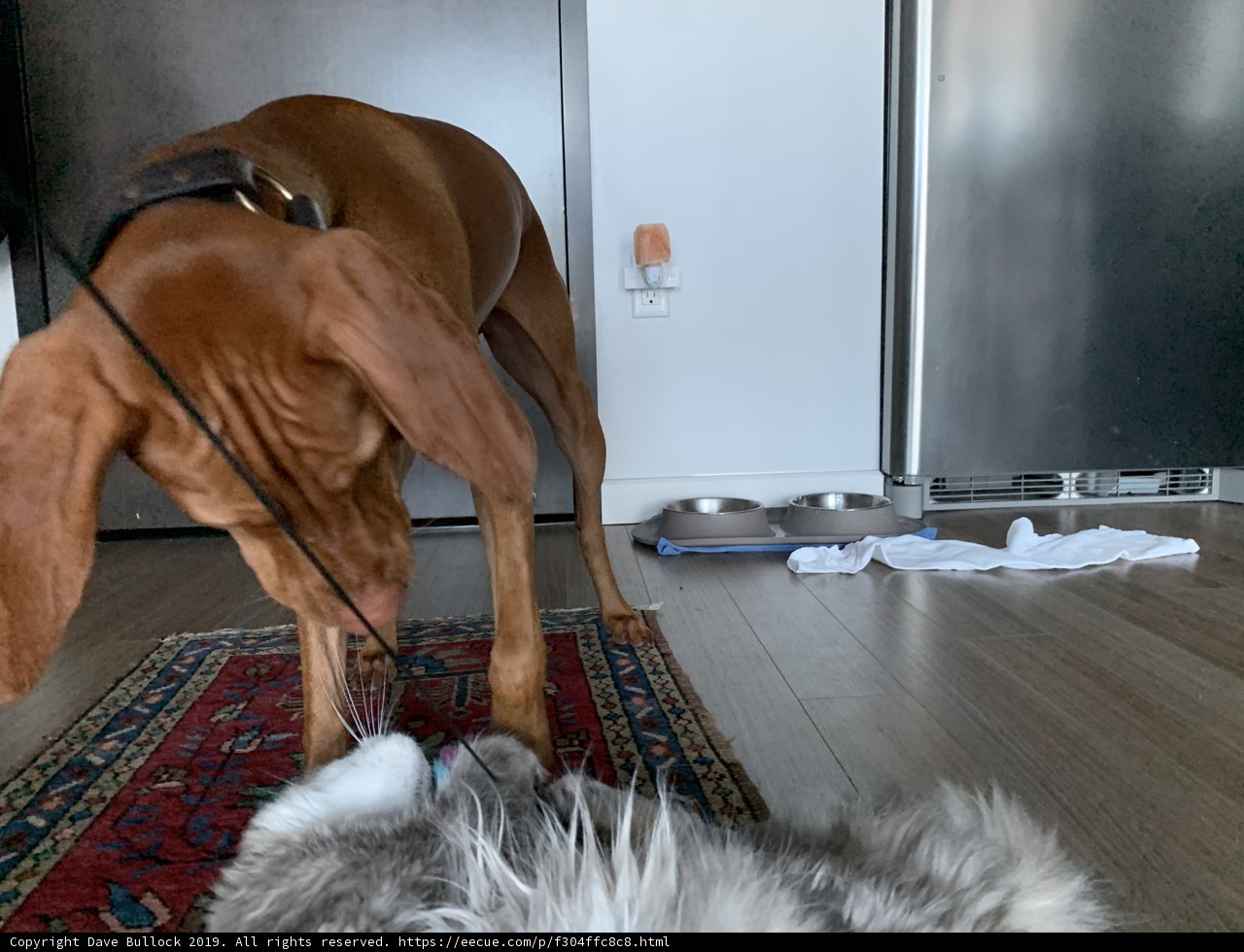 Playtime on Hardwood Floor