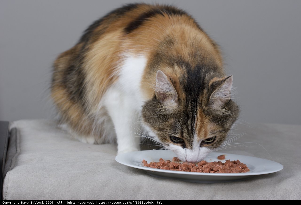 Dinner Time for a Manx Cat