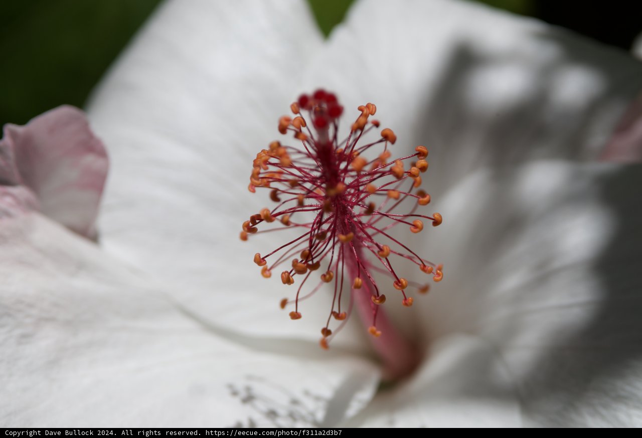 Nature's Soft Brushstrokes: Hibiscus at the Honolulu Zoo