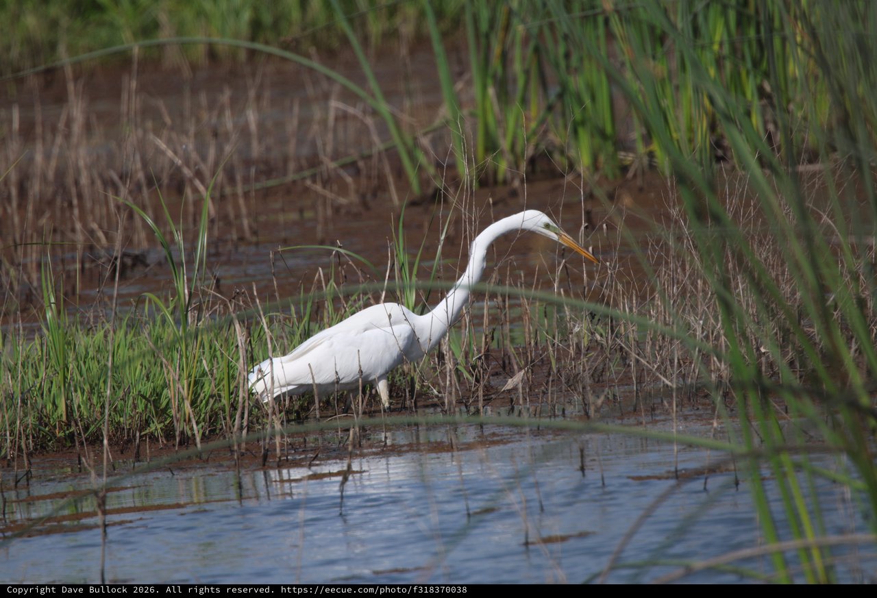 Great Egret Hunting in Shallow Wetland Waters