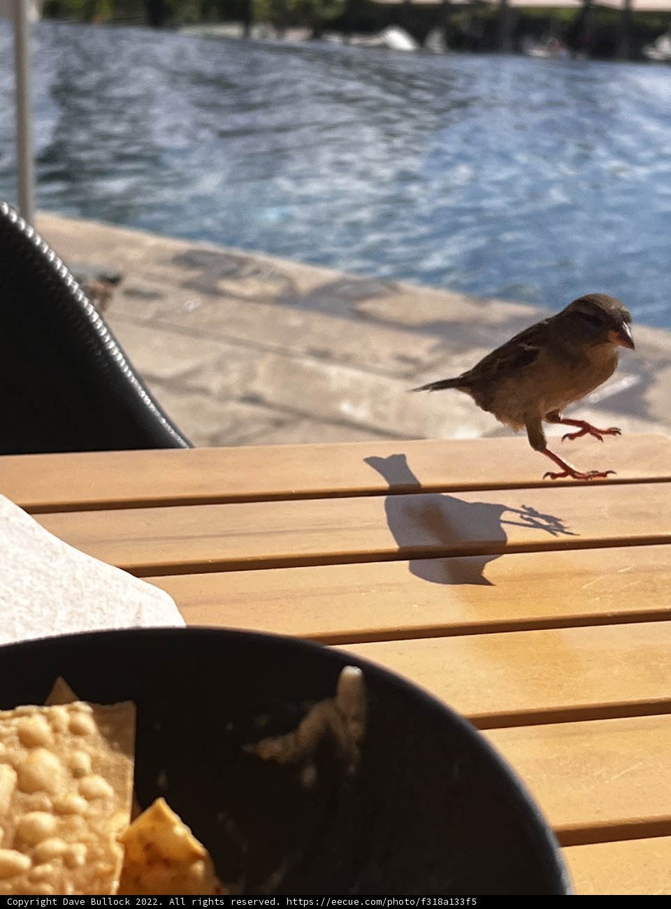 Poolside Visitor