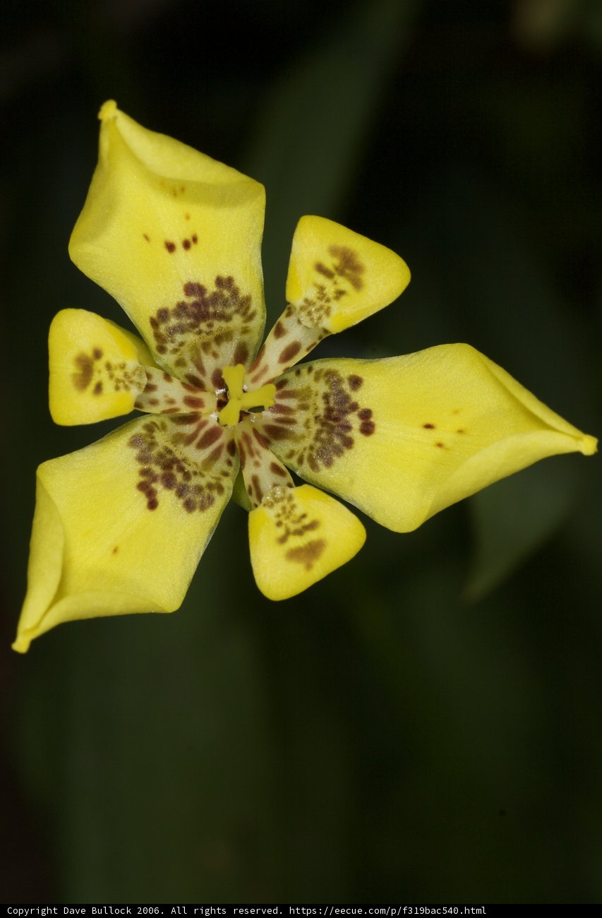 The Spotted Yellow Orchid