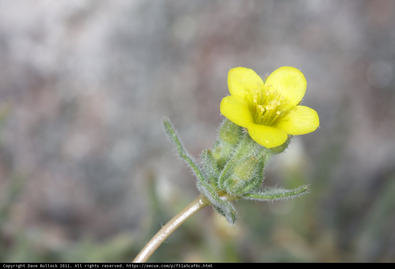 Sunny Geranium