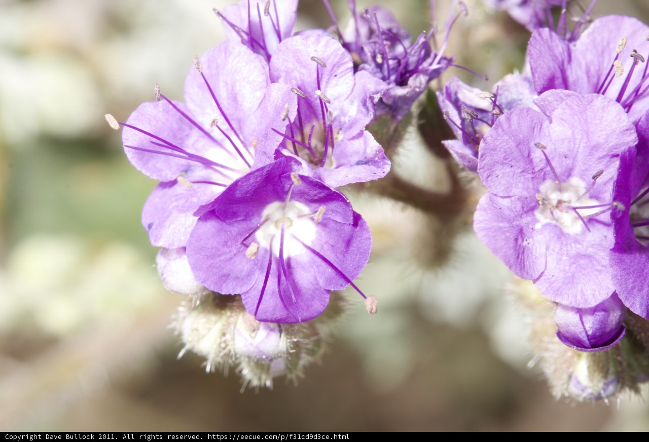 Purple Geraniums in the Desert