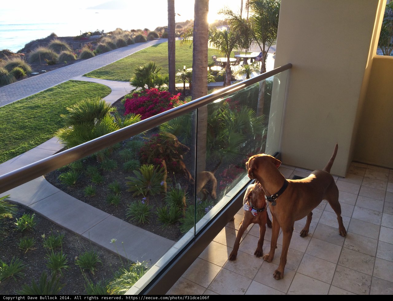 Canine Companions on a Summer Balcony