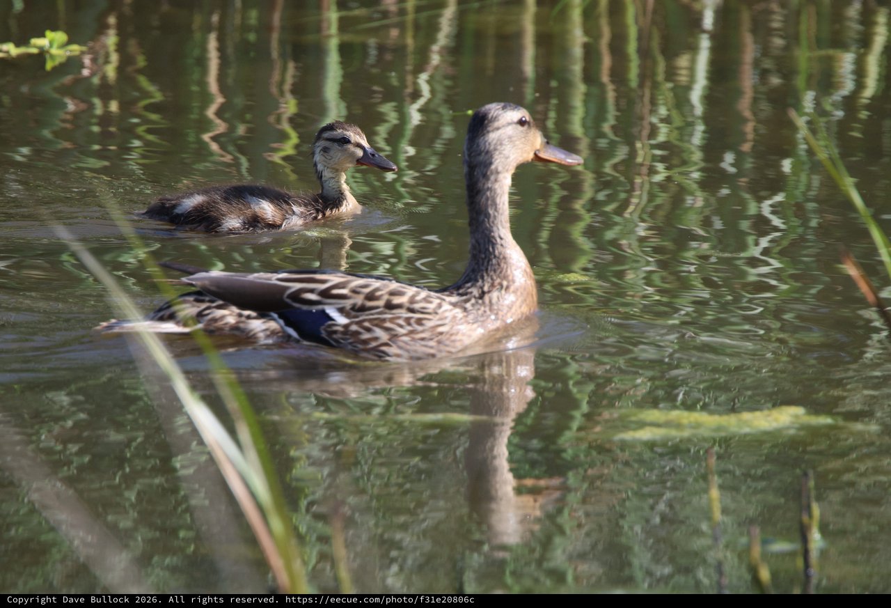 Female Mallard and Duckling Swimming in Wetland Reflections