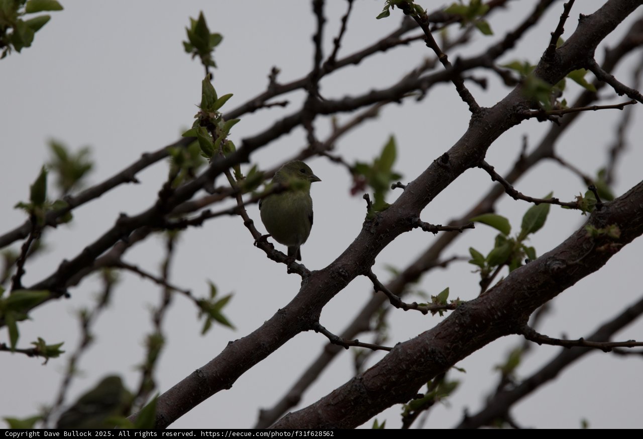 **Perched Elegance**