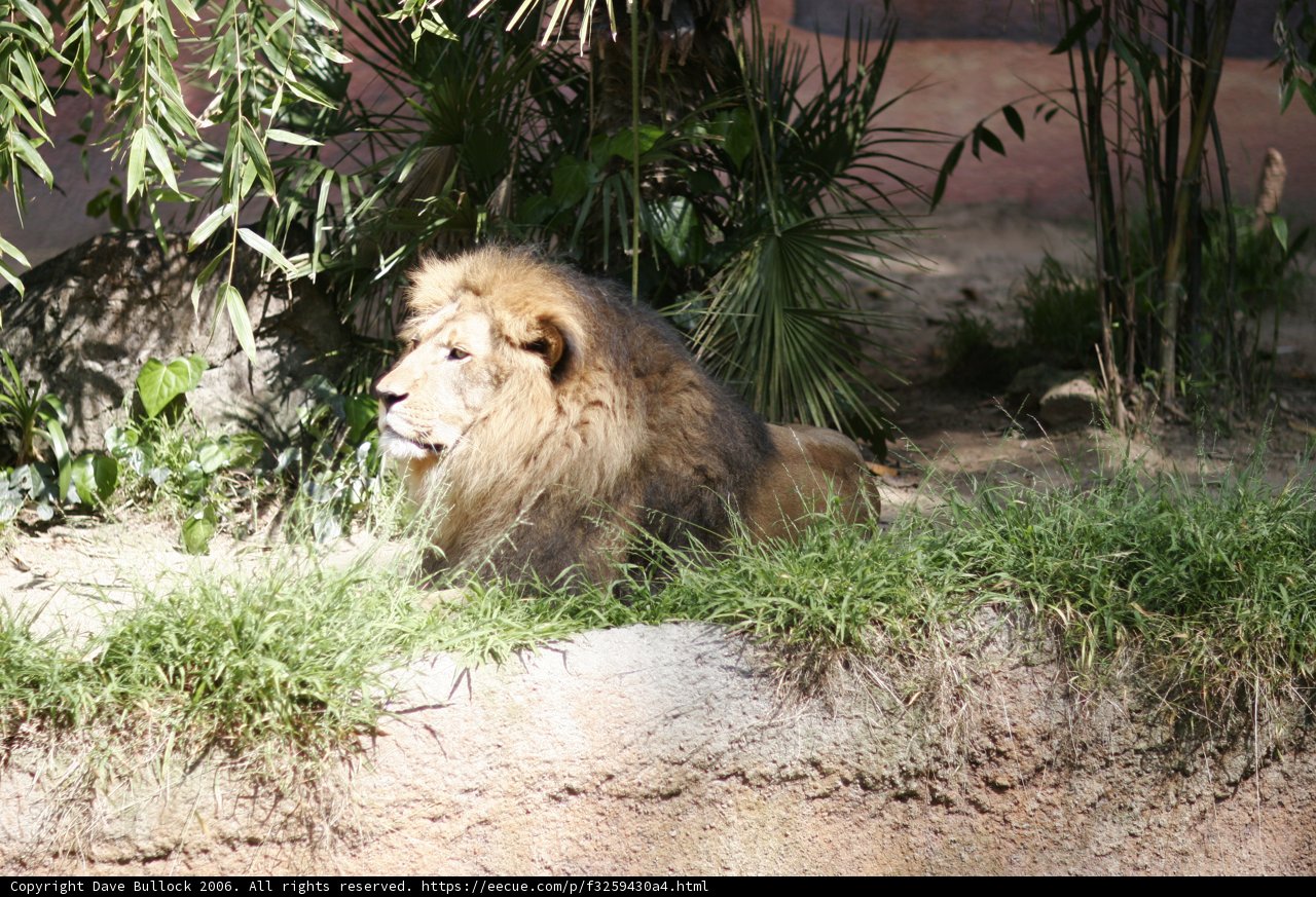 King of the Jungle