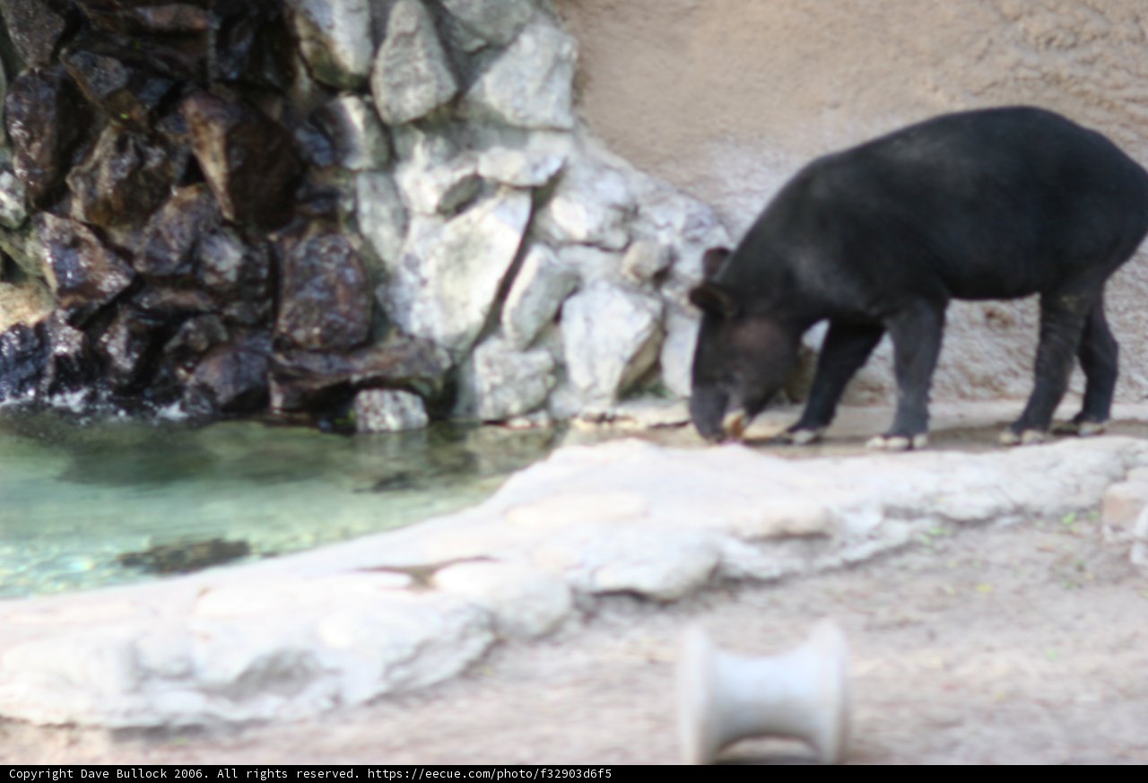 Majestic Black Bear on the Rocks
