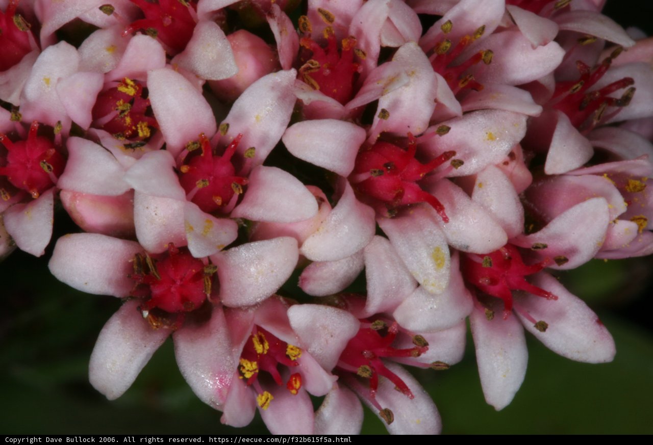 The Pink Blossoming Symphony