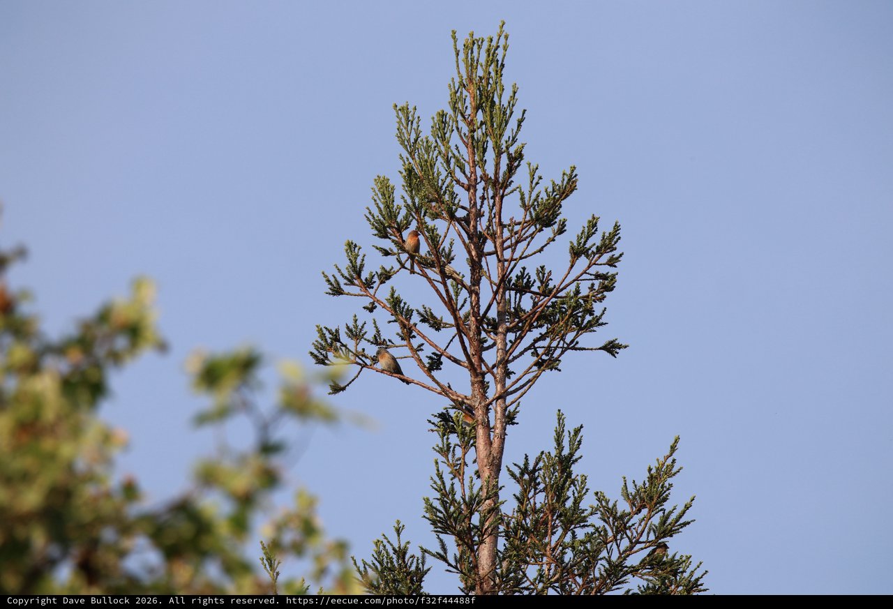 Red Crossbills Perched on Conifer Treetop at Dusk