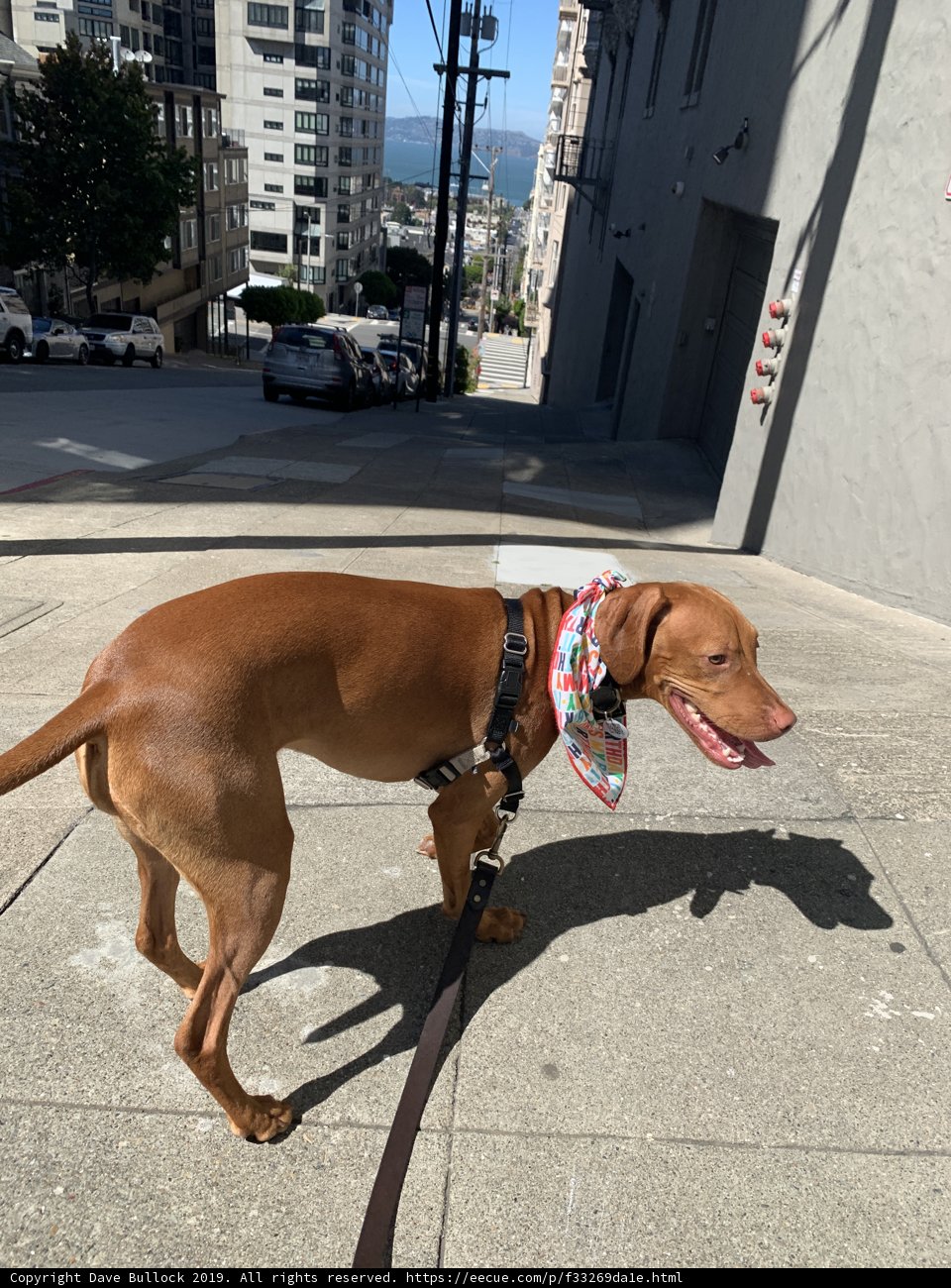 Stylish Canine on the Sidewalk