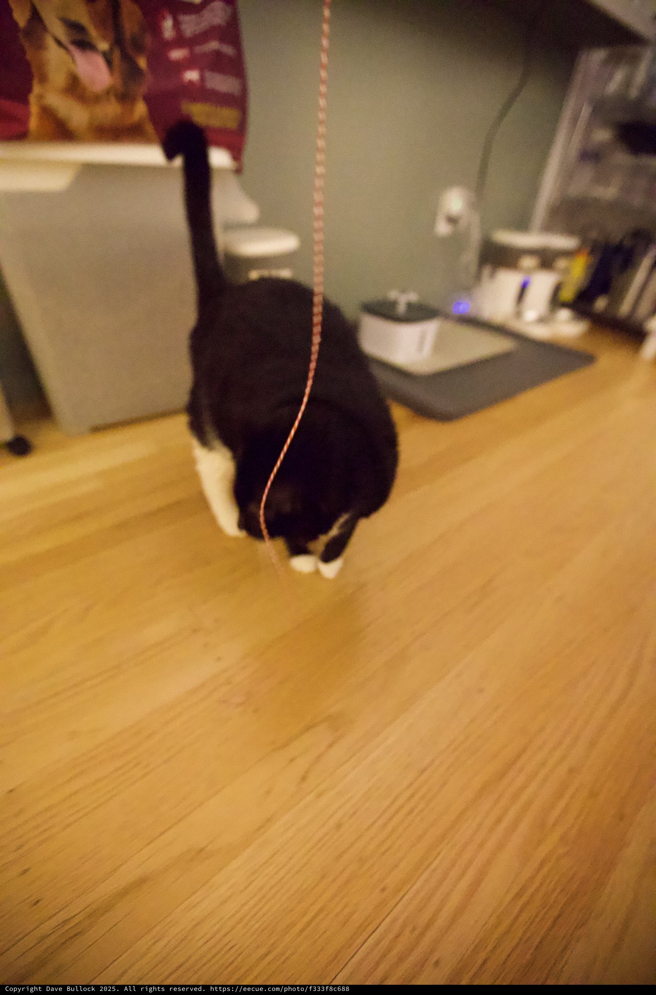 Black and White Cat Playing with String Toy