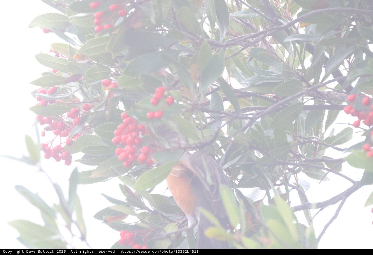 Brown Honeyeater Feeding Among Red Berries