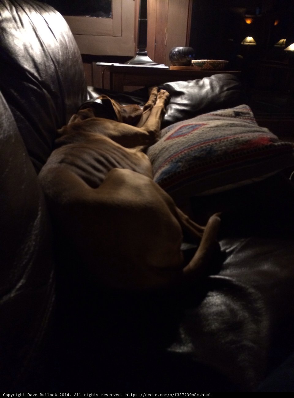 Snoozing on the Couch