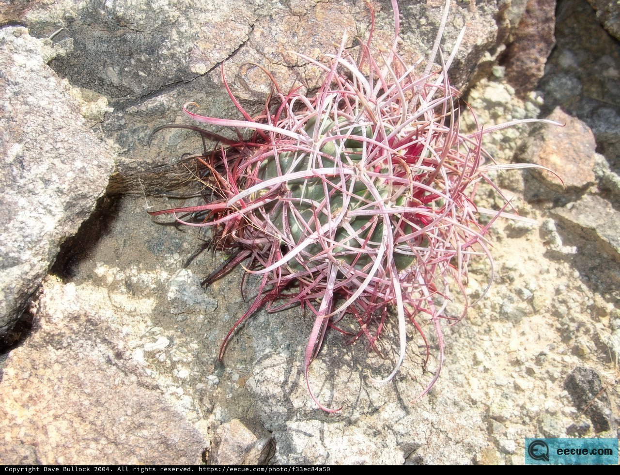 Red and White Flowers on Rocky Terrain