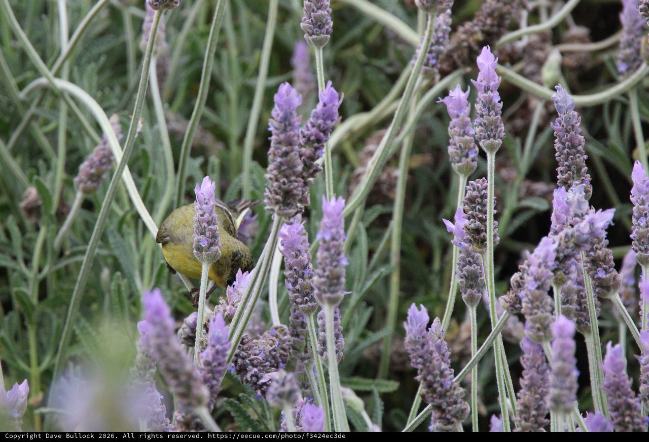 Yellow Bird Foraging Among Purple Lavender Flowers