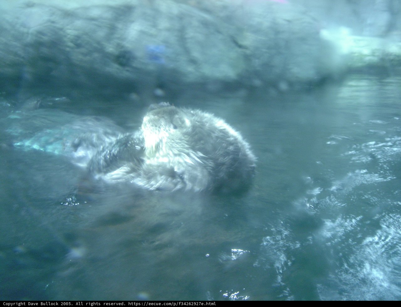 Otter in Its Natural Habitat
