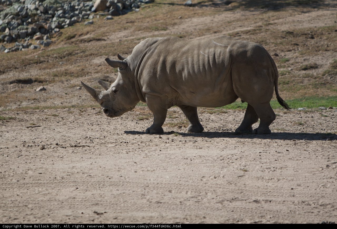 Majestic Rhino Roaming