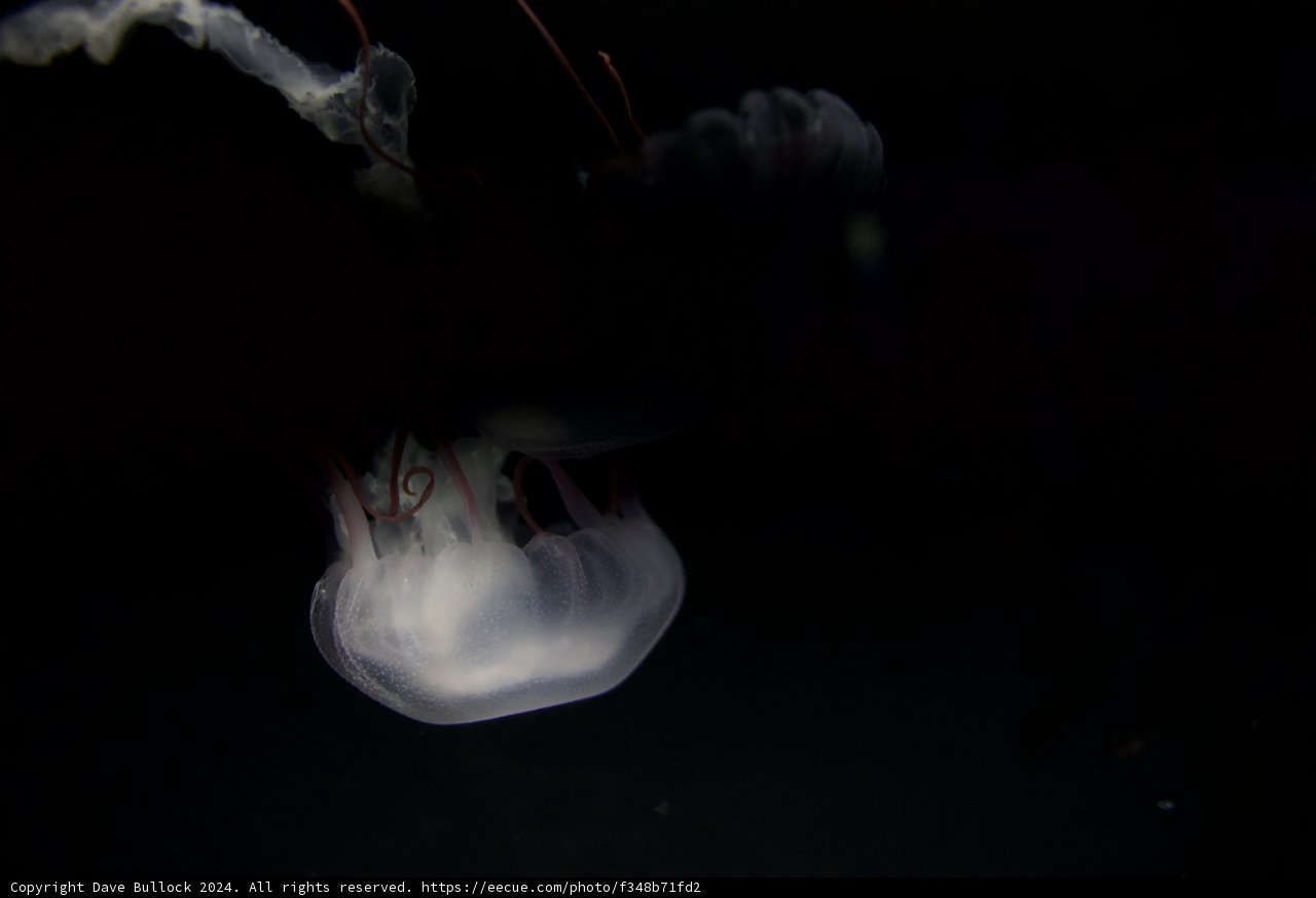 Glowing Jellyfish: Marvel of the Deep