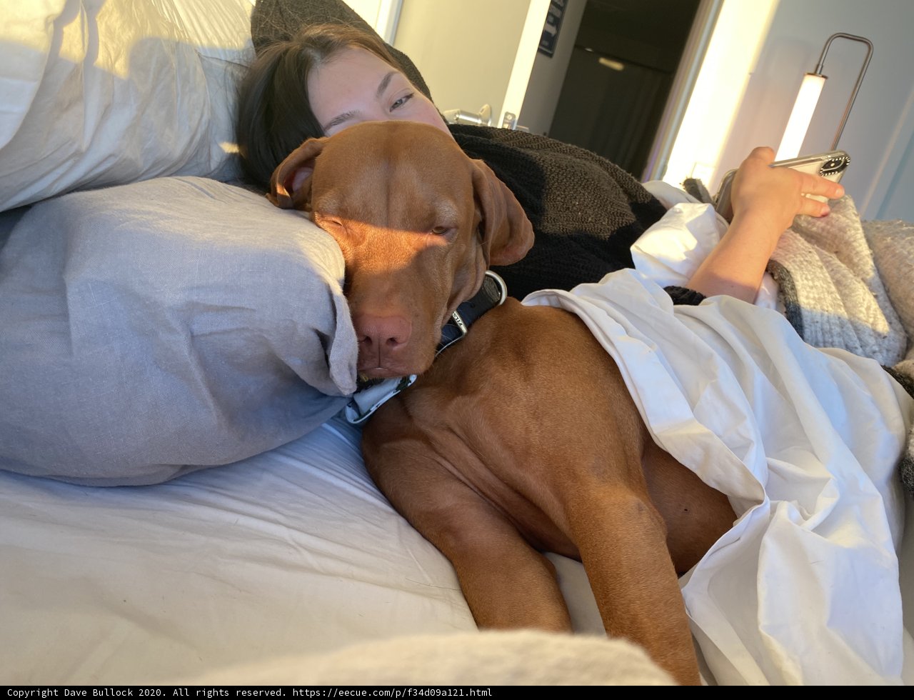 Cozy Morning with the Pup