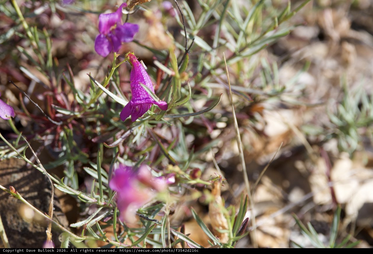 Vibrant Purple Wildflowers Blooming on Mount Diablo