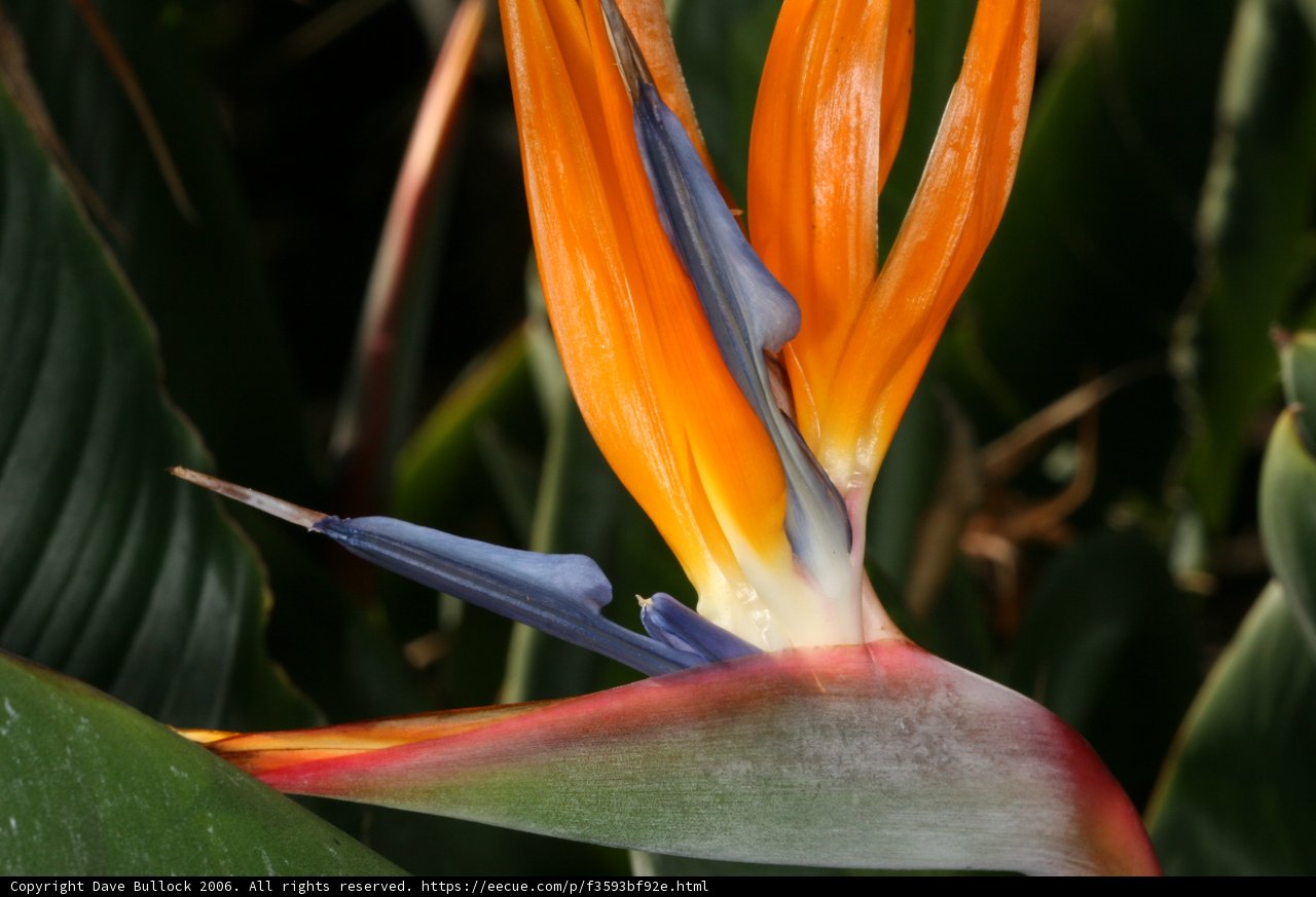 Exotic Bird of Paradise Flower