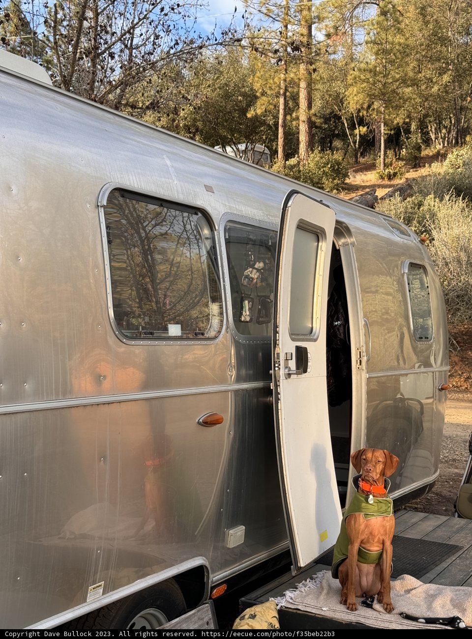 Holiday Road Trip with Man's Best Friend