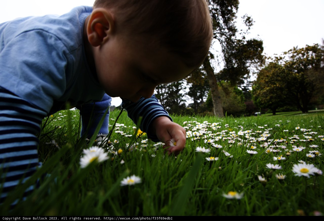 Daisy Delight at San Francisco Botanical Garden
