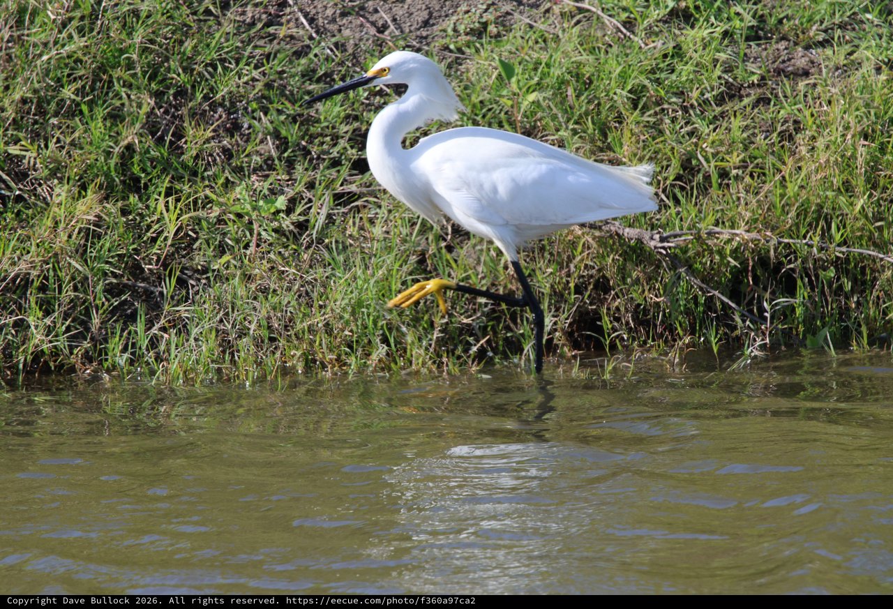 Snowy Egret Foraging Along Muddy Riverbank