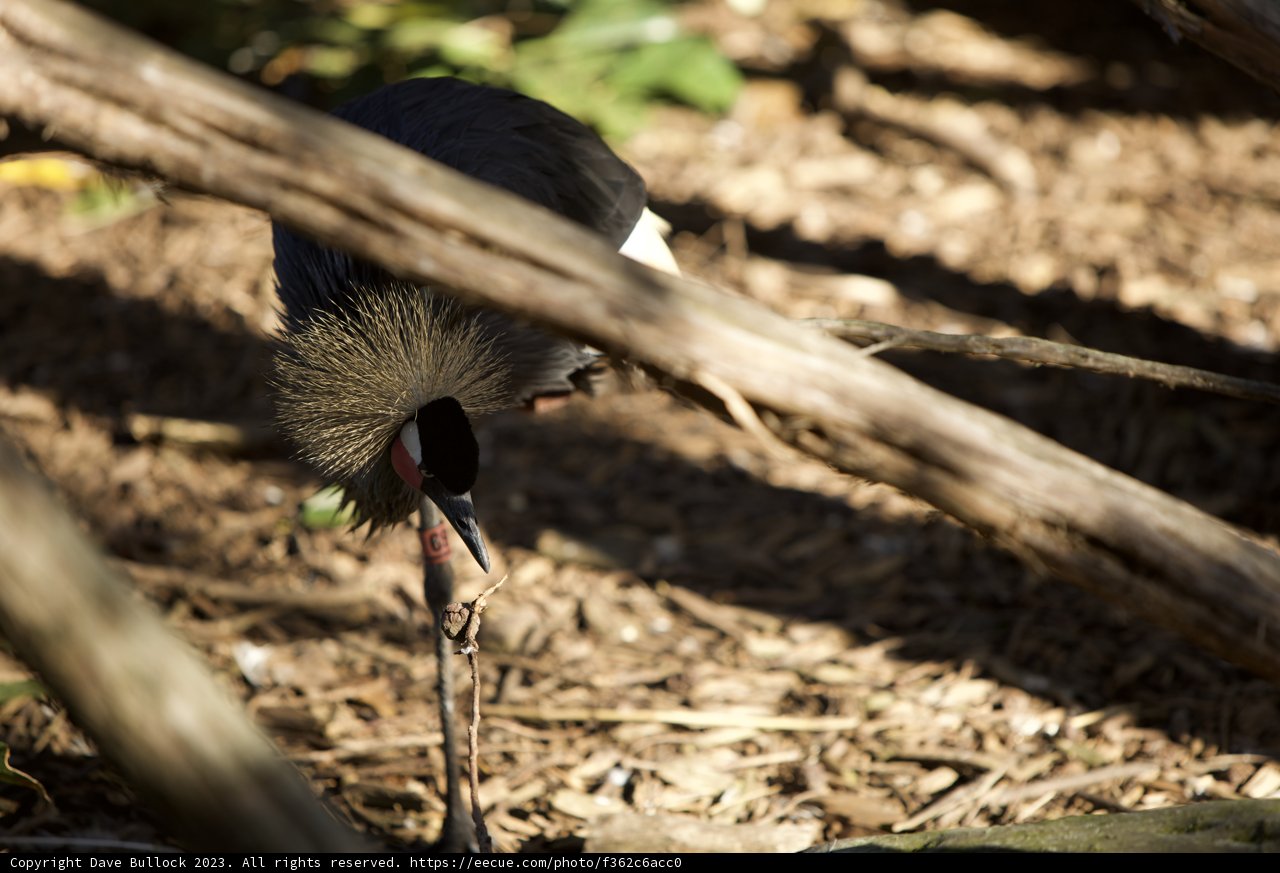 Elegant Crane at the SF Zoo, 2023