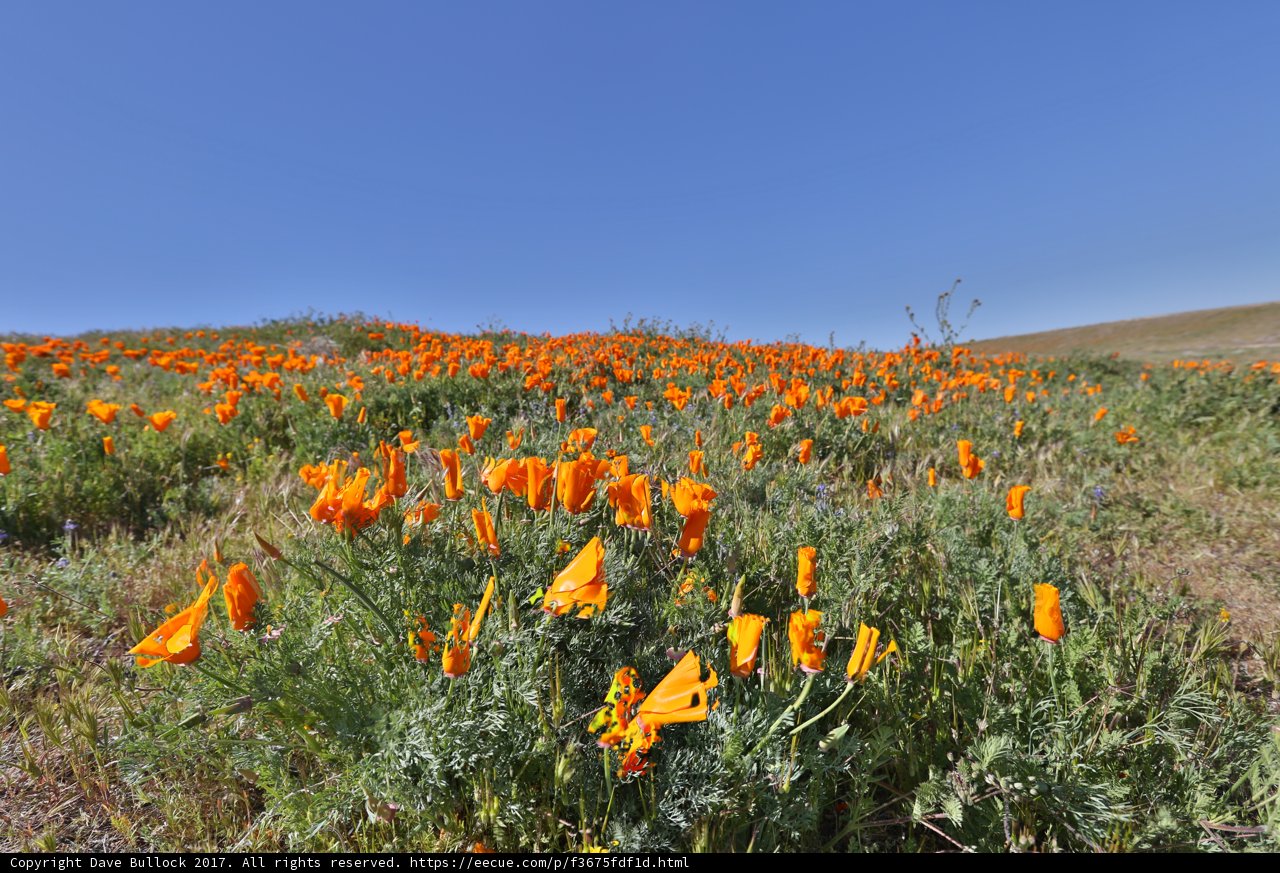 A Sea of Orange in the Field