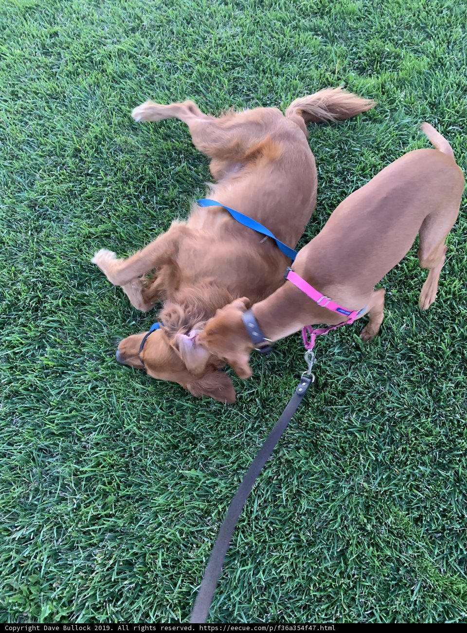 Pawsome Playtime in the California Sunshine