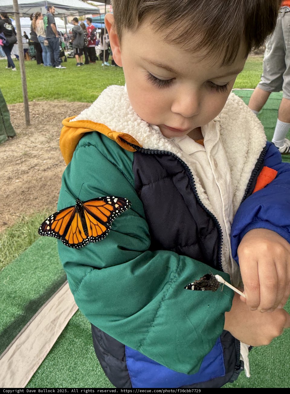 Monarch Moment