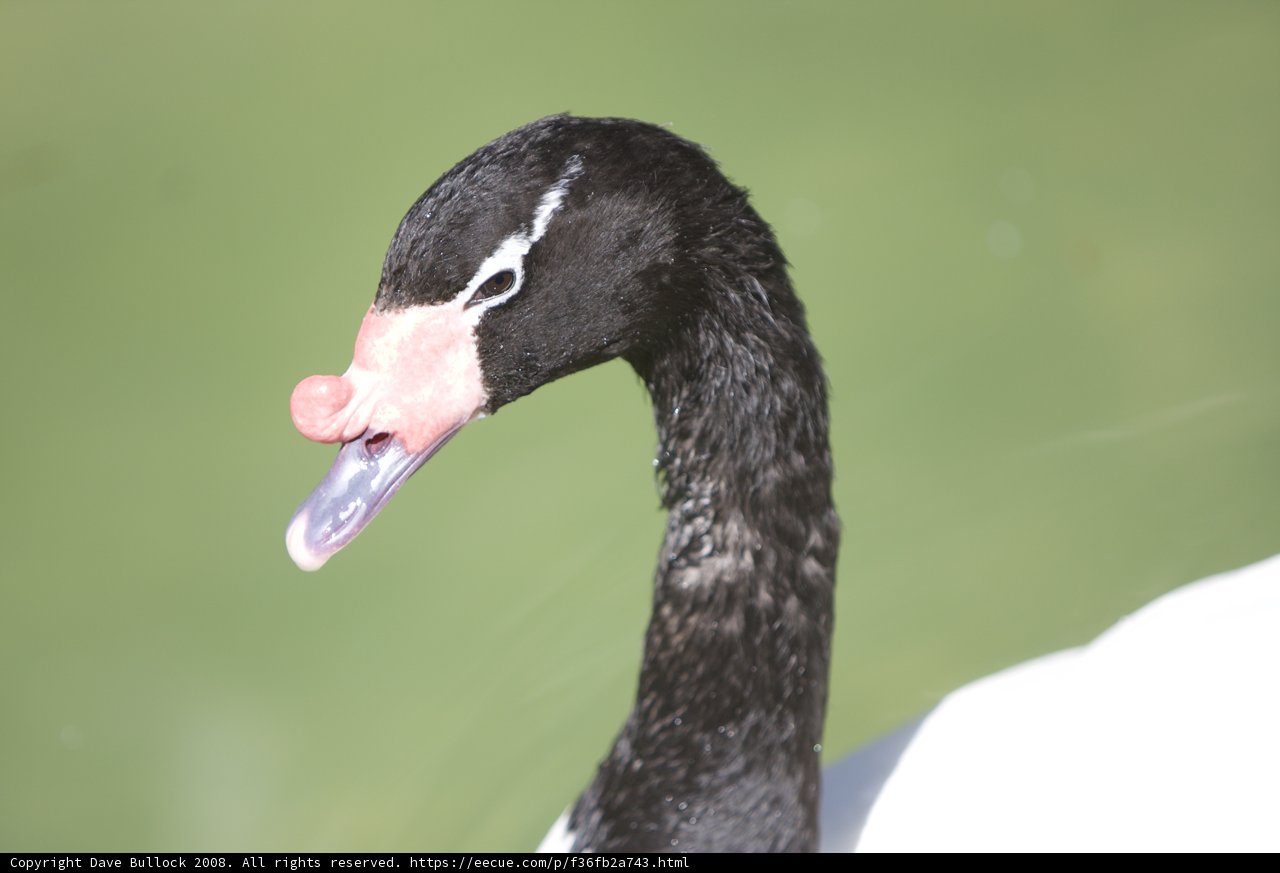 Black and White Swan with Pink Nose