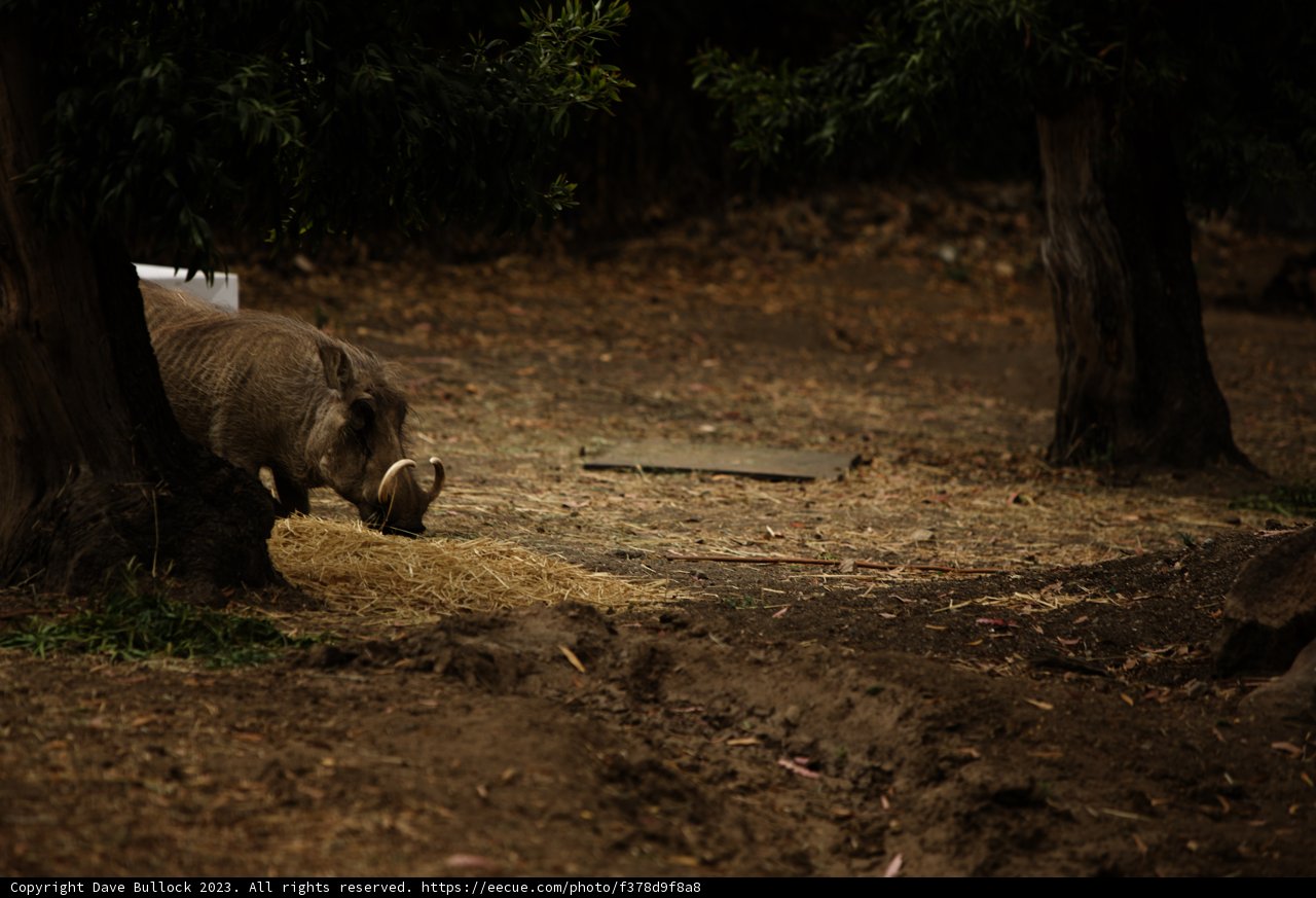 Feeding Time in the Wild
