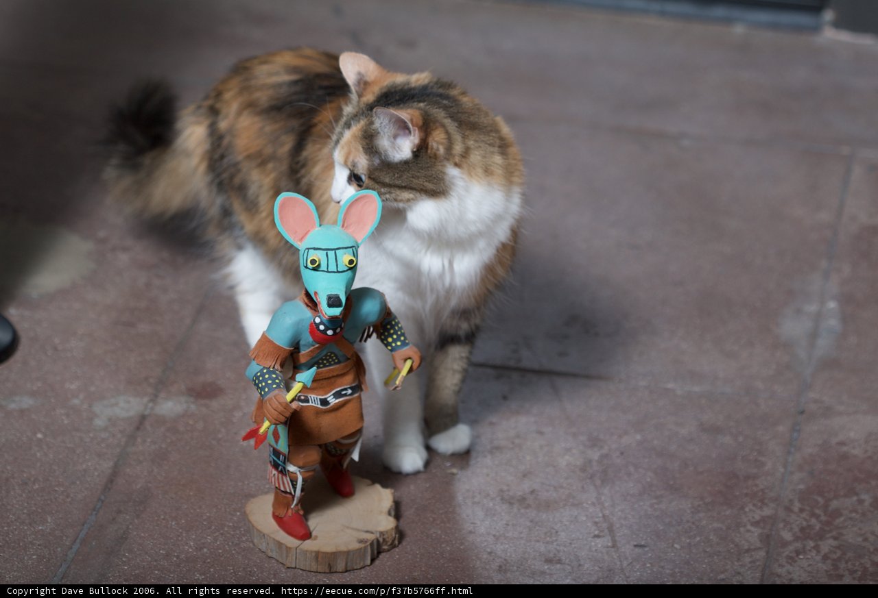 Feline Fascination