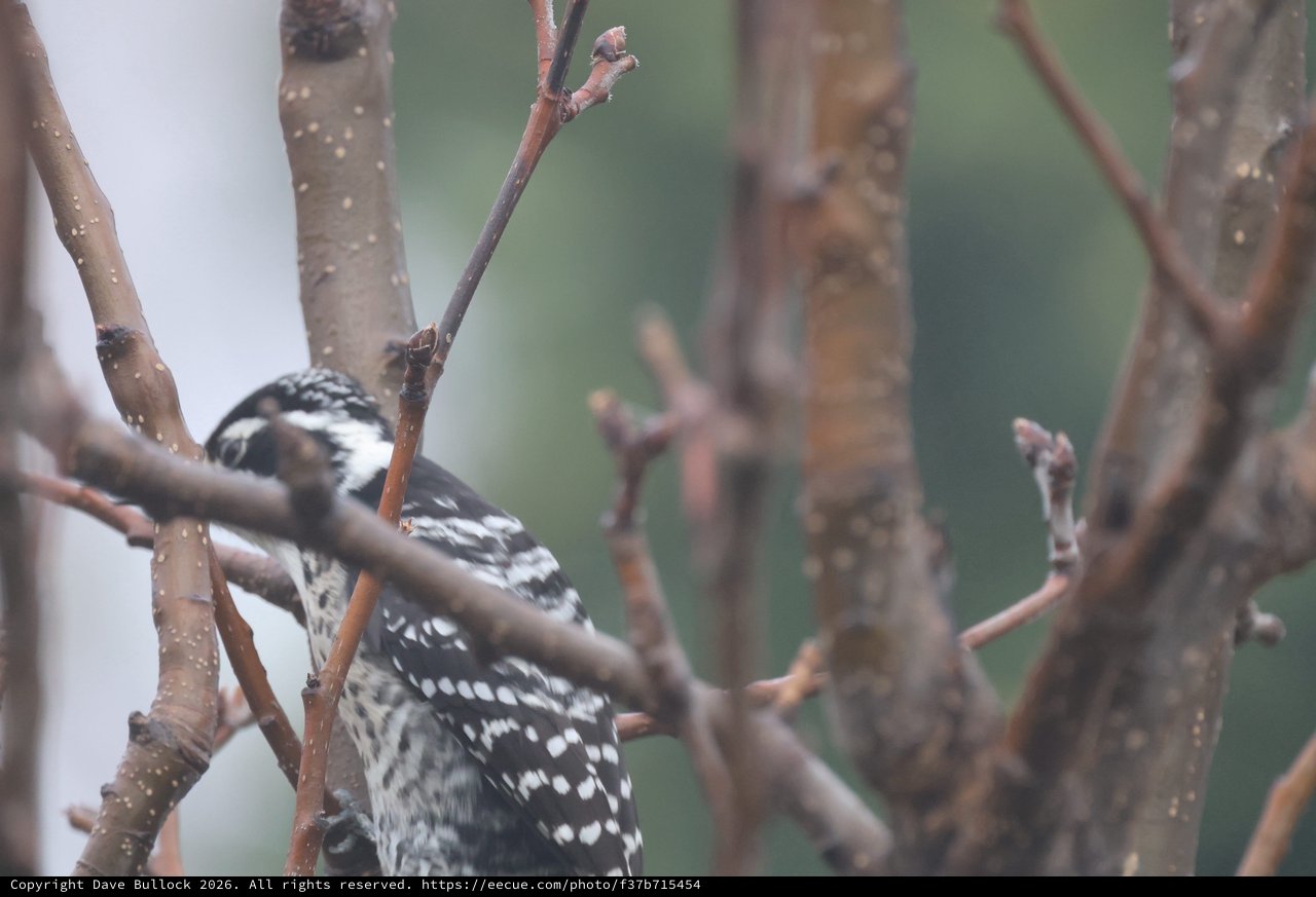 Downy Woodpecker Perched Among Winter Branches
